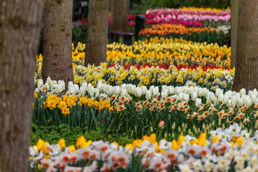 Keukenhof: Entrada