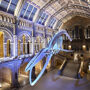 Natural History Museum: Guided Tour
