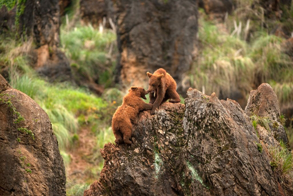 Parque de la Naturaleza de Cabárceno