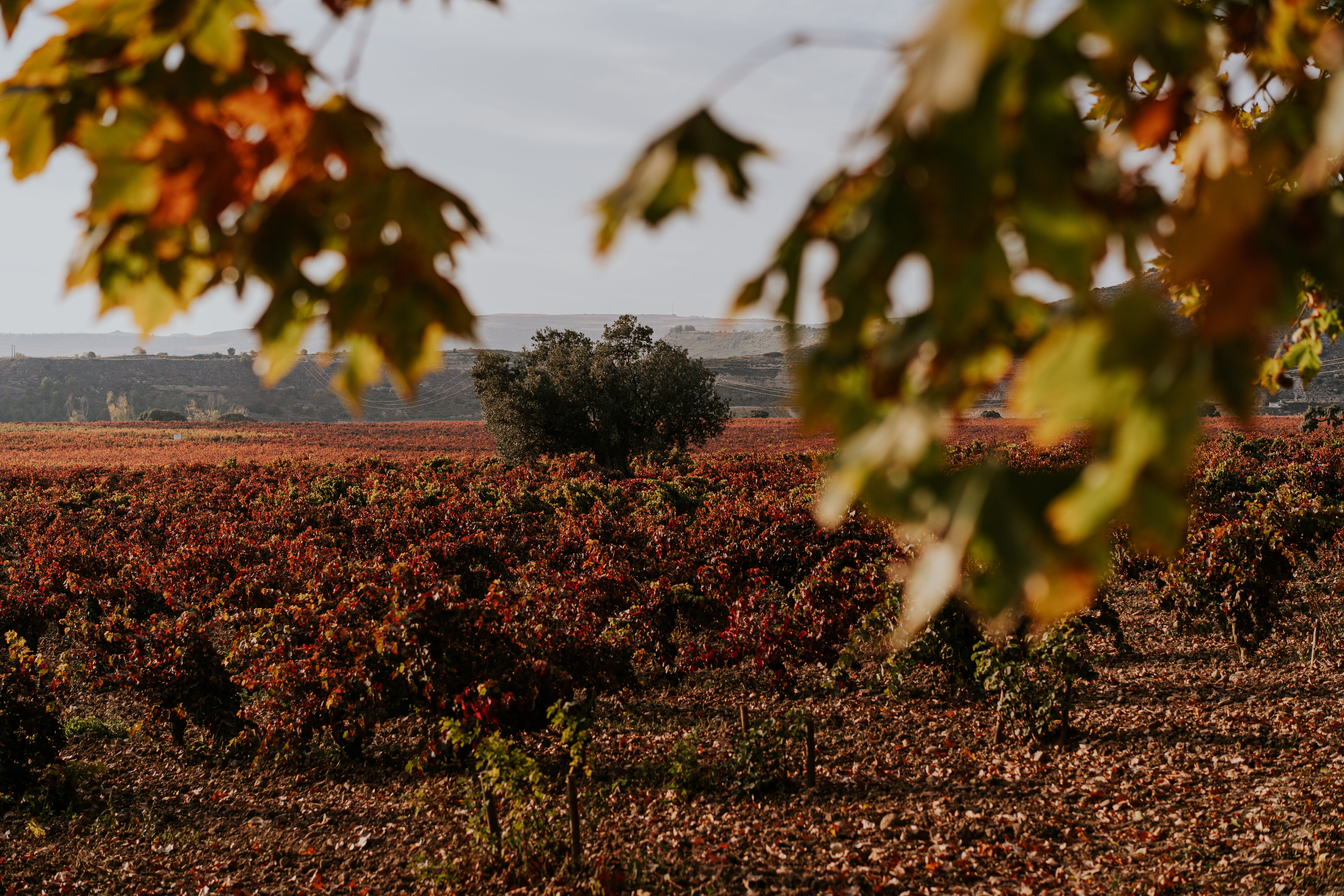 Bodega Viñedos del Contino (Álava)