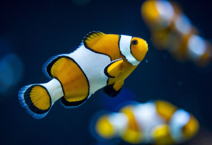 Oceanário de Lisboa