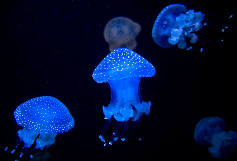 Oceanário de Lisboa