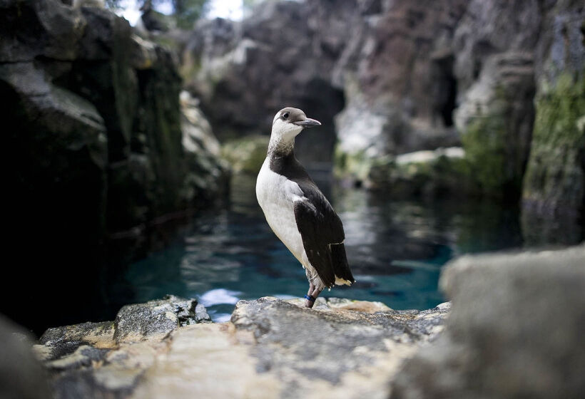 Oceanário de Lisboa