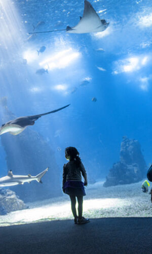 Oceanário de Lisboa