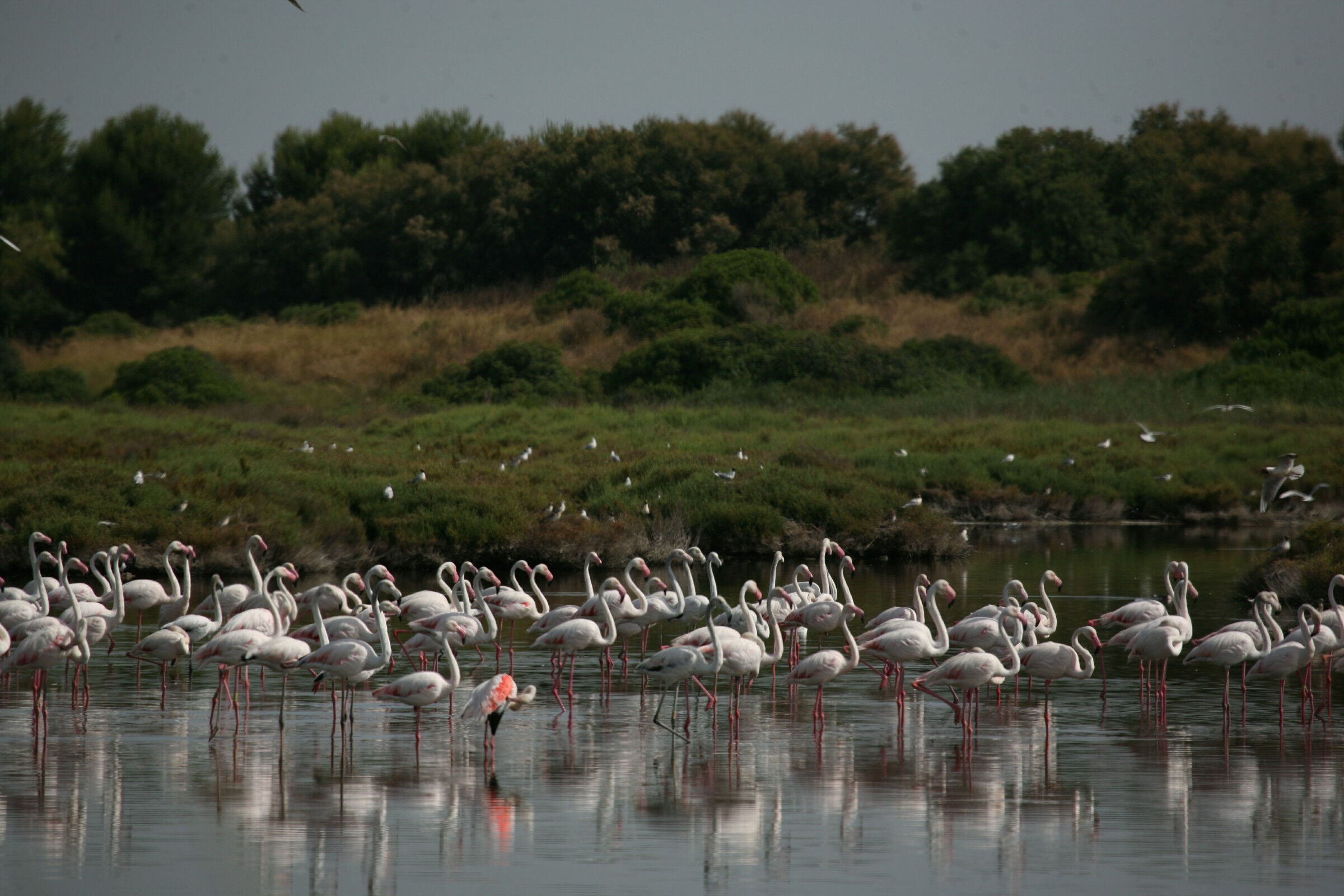 Alquiler de Bicicleta y Paseo en Barca por la Albufera de Valencia