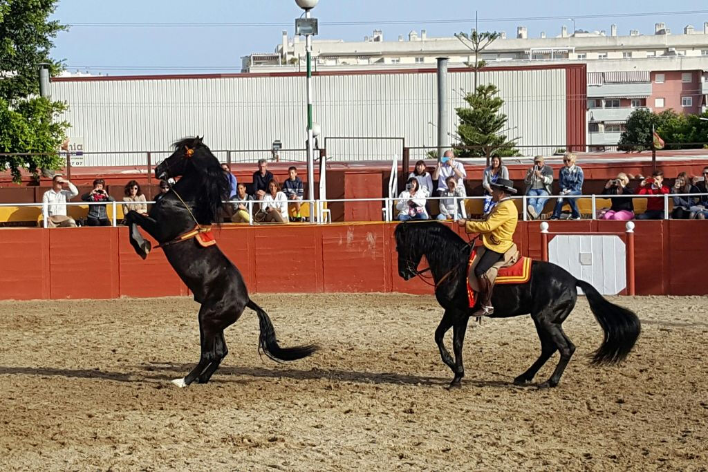 Las Lagunas de Mijas: Evening Equestrian Show + Hotel Transfer