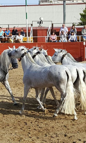 Las Lagunas de Mijas: Evening Equestrian Show + Hotel Transfer