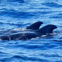 Los Cristianos: Guided Boat Tour