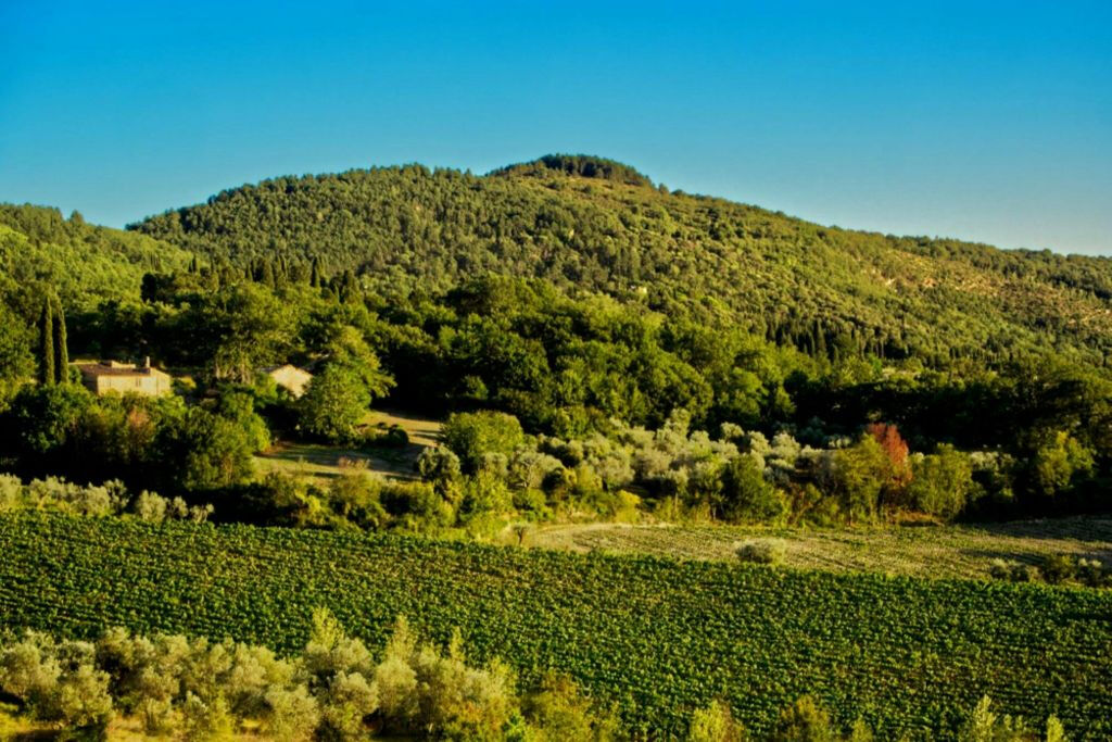 Fiesole: Guided E-bike Tour from Florence + Olive Oil Tasting