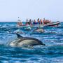 Benagil Caves: Guided RIB Boat Tour from Albufeira + Dolphin Watching