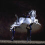 Equestrian Show "How the Andalusian Horses Dance"