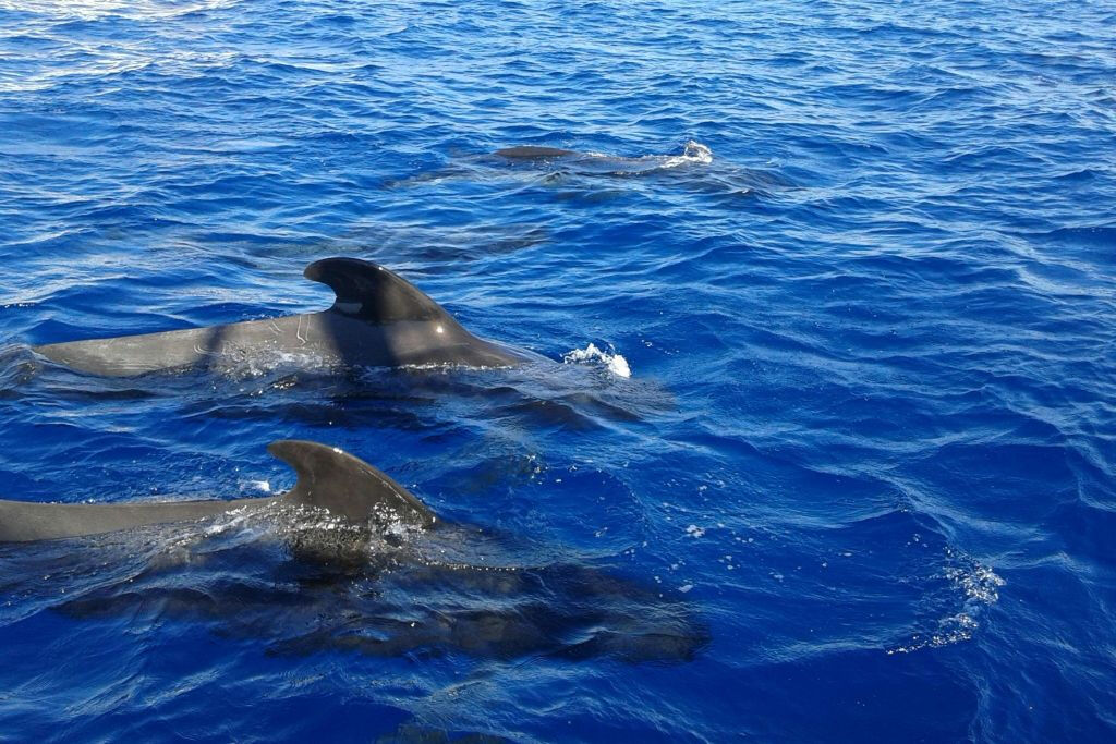 Los Gigantes: Tour guidato di 5 ore per l'osservazione delle balene da Costa Adeje + Pranzo