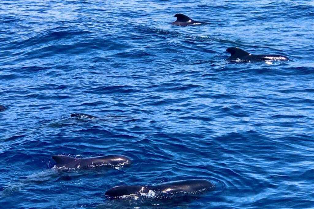 Los Gigantes: Tour guidato di 5 ore per l'osservazione delle balene da Costa Adeje + Pranzo