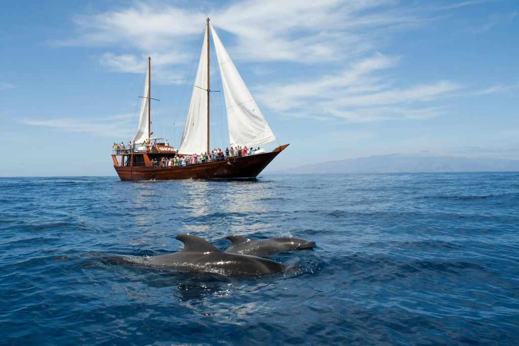 Los Gigantes: Tour guidato di 5 ore per l'osservazione delle balene da Costa Adeje + Pranzo