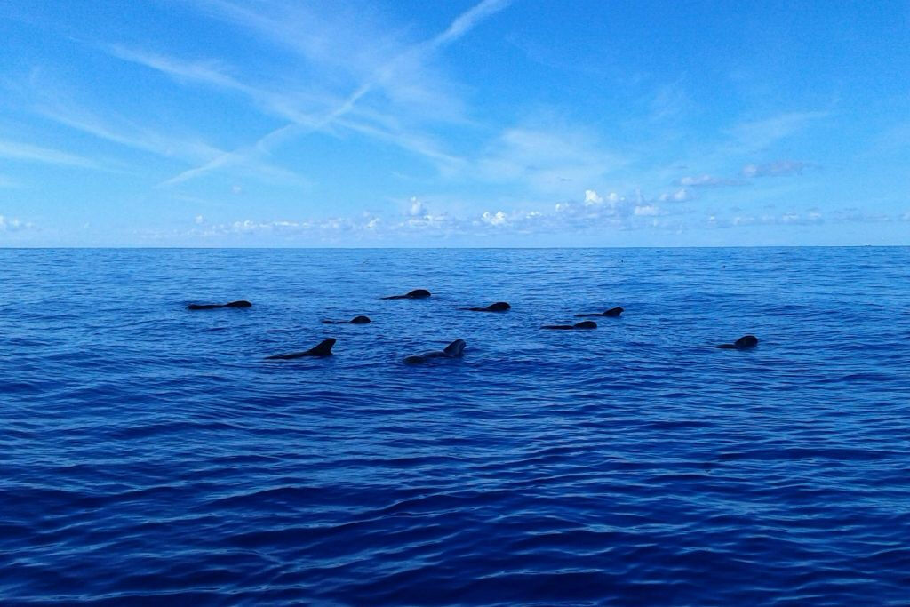Los Gigantes: Tour guidato di 5 ore per l'osservazione delle balene da Costa Adeje + Pranzo
