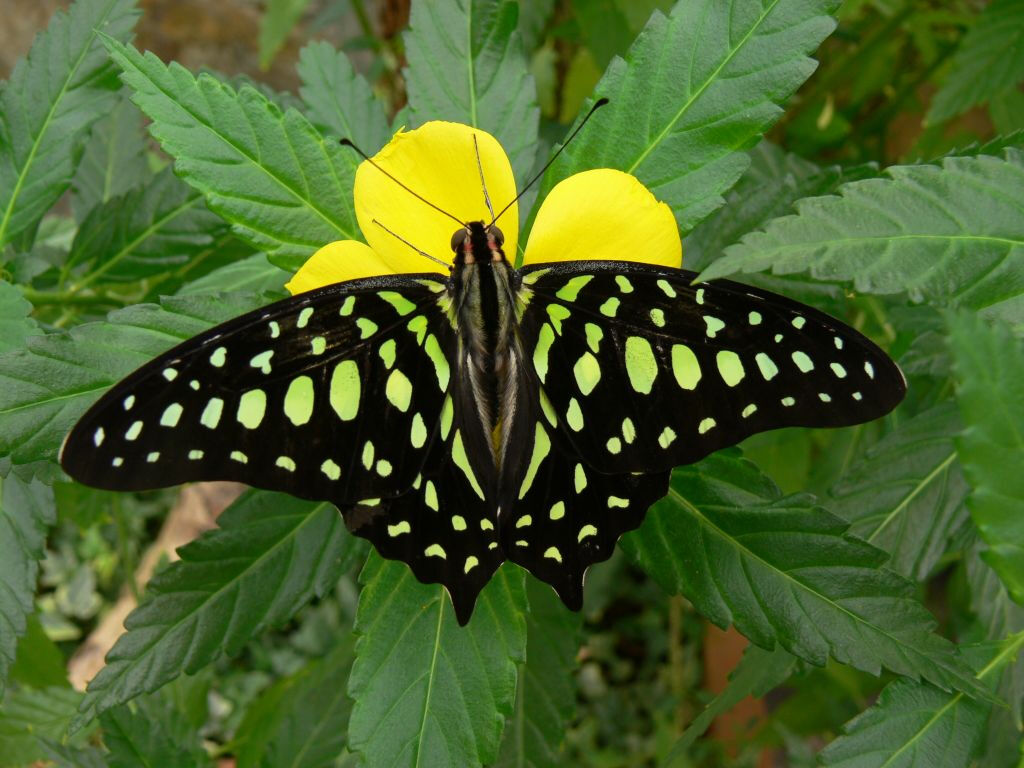 Benalmadena Butterfly Park: Entry Ticket