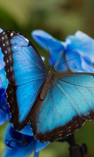 Mariposario de Benalmádena: Entrada