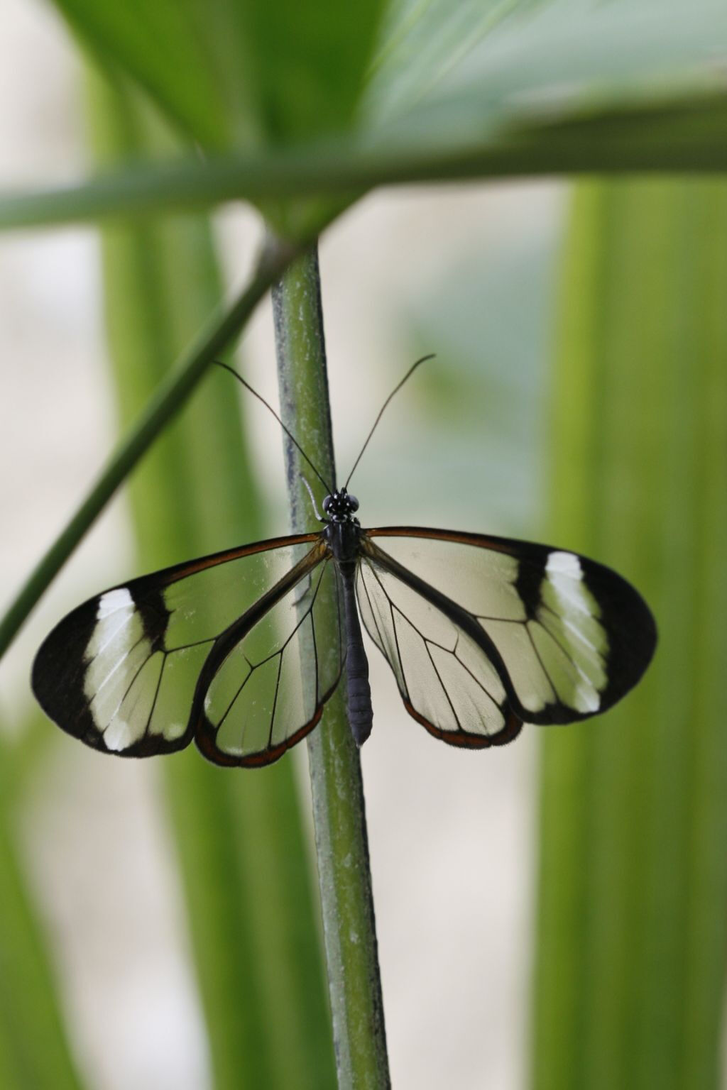 Benalmadena Butterfly Park: Entry Ticket