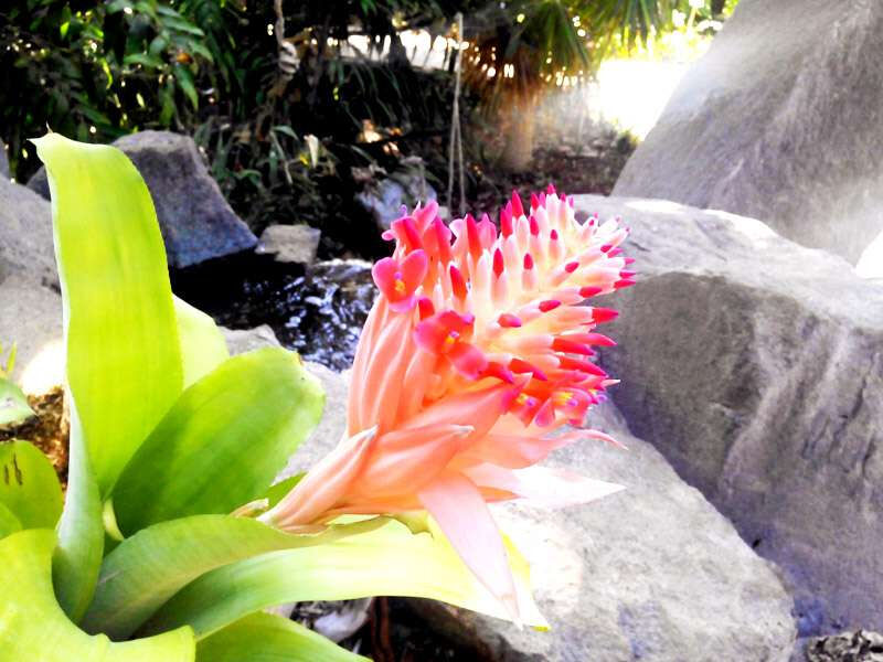 Palmetum de Santa Cruz de Tenerife: Entrada