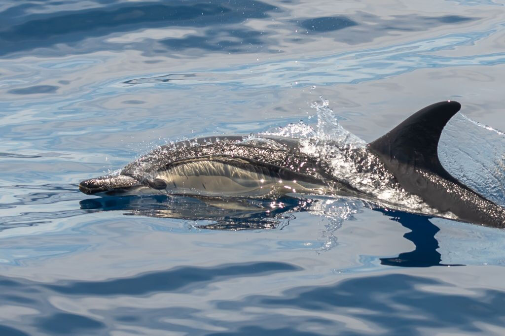 Los Gigantes: Excursión en velero de 3 horas con snorkel, ticket de bebida y tapas