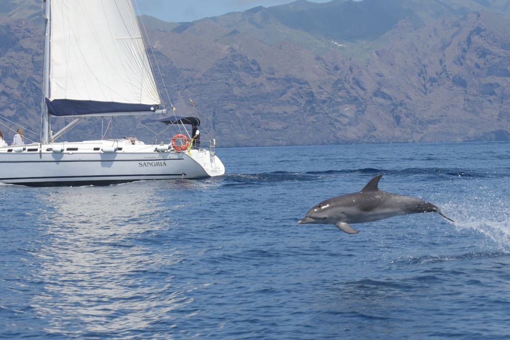 Los Gigantes: Passeio de barco de 3 horas com mergulho com snorkel, bebidas e tapas