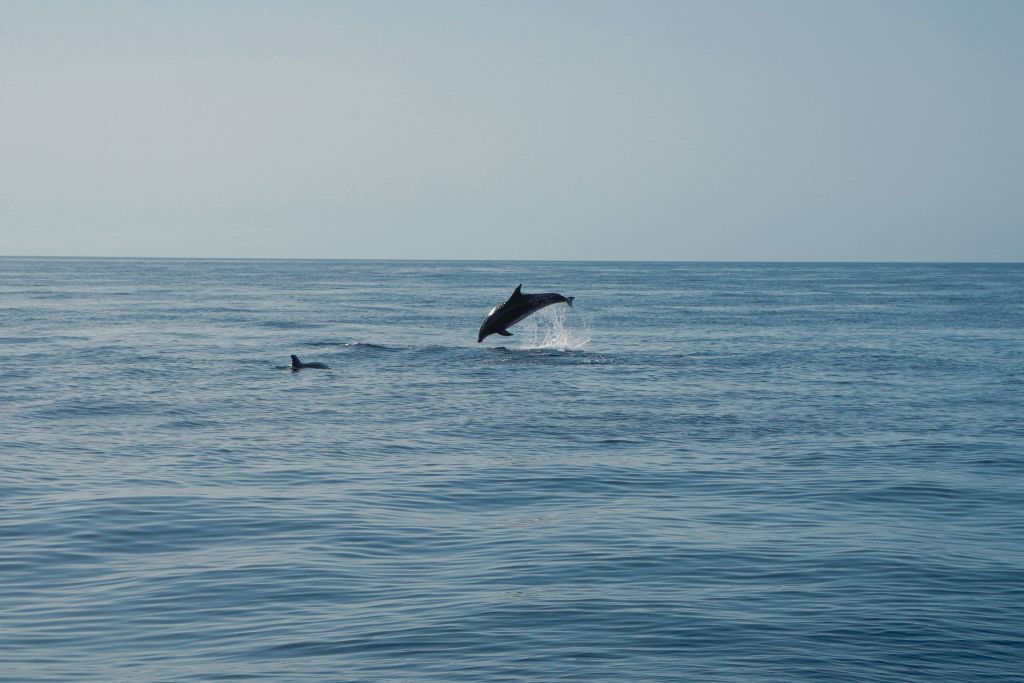 Los Gigantes: Excursión en velero de 3 horas con snorkel, ticket de bebida y tapas