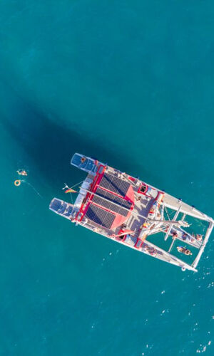 Whale Watching Tenerife in an Eco-Catamaran