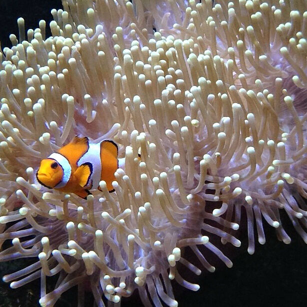 Acuario de Lanzarote: Entrada sin colas