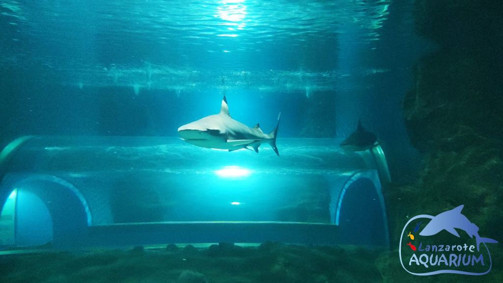 Acquario di Lanzarote: Biglietto saltafila