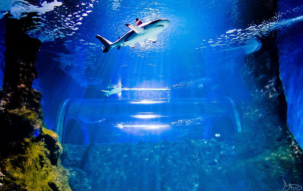 Lanzarote Aquarium: Billet coupe-file