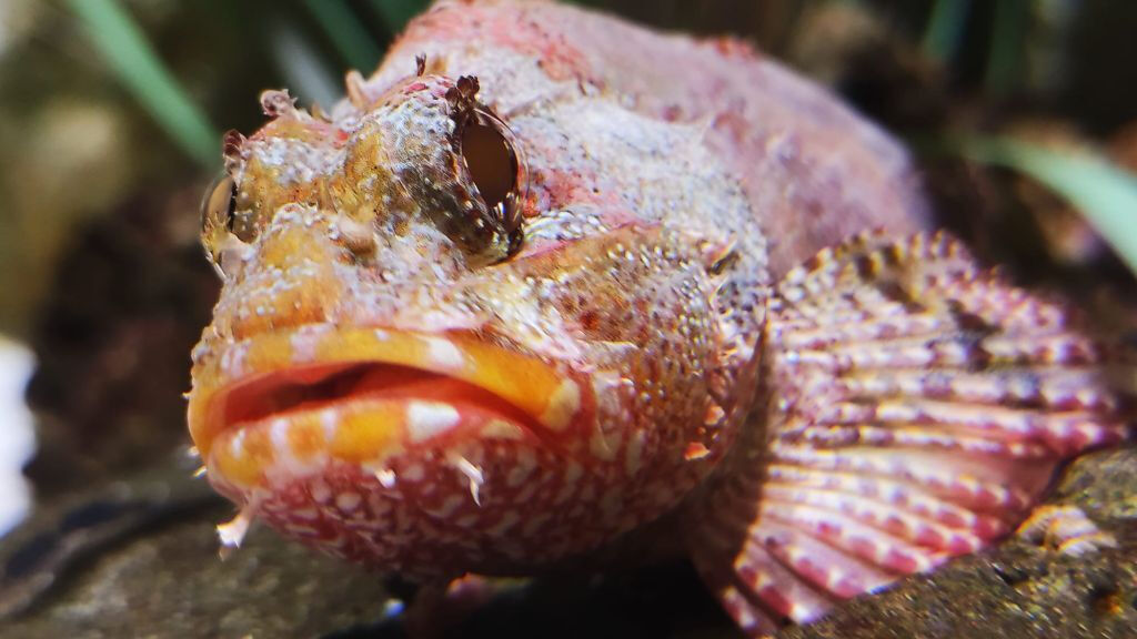 Acuario de Lanzarote: Entrada sin colas