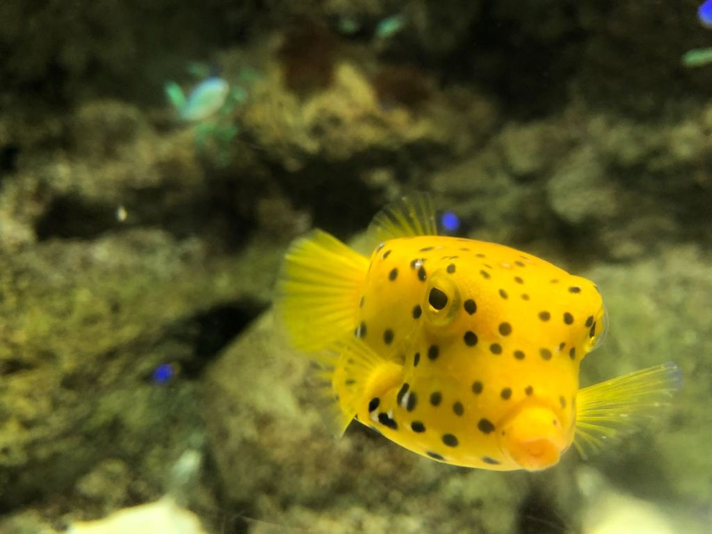 Lanzarote Aquarium: Skip The Line Ticket