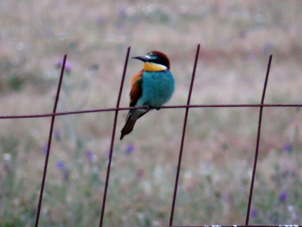 Parc national de Doñana et El Rocío : excursion d'une journée depuis Séville