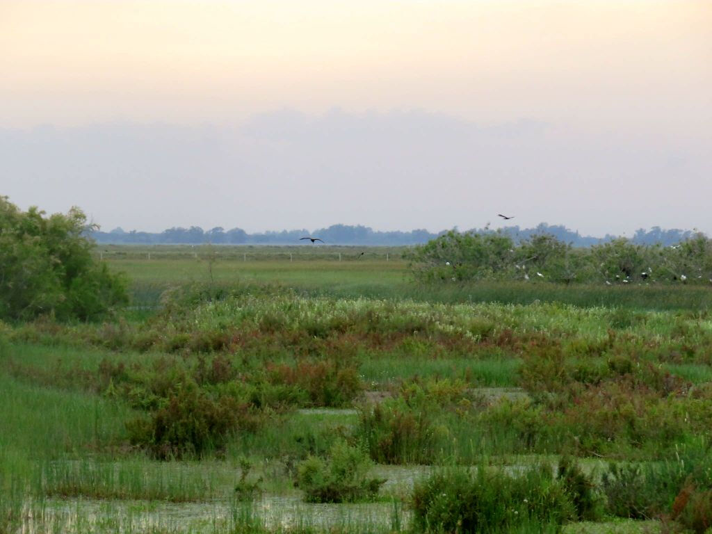 Parc national de Doñana et El Rocío : excursion d'une journée depuis Séville