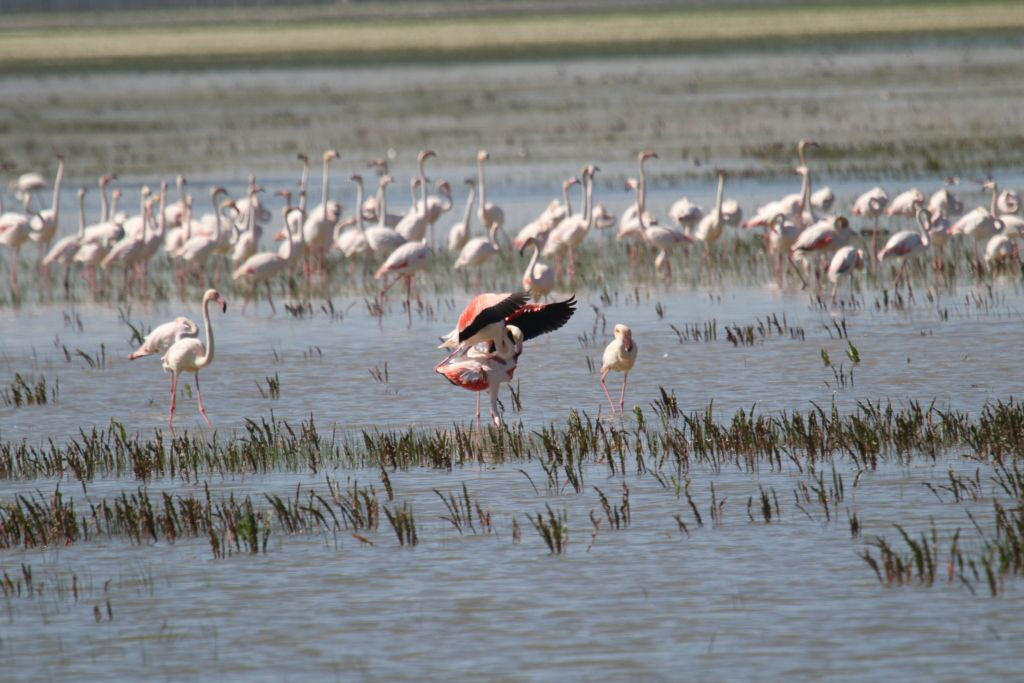 Parc national de Doñana et El Rocío : excursion d'une journée depuis Séville