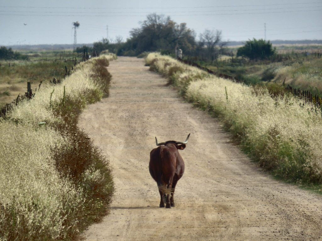 Parque nacional de Doñana y el Rocío: excursión desde Sevilla