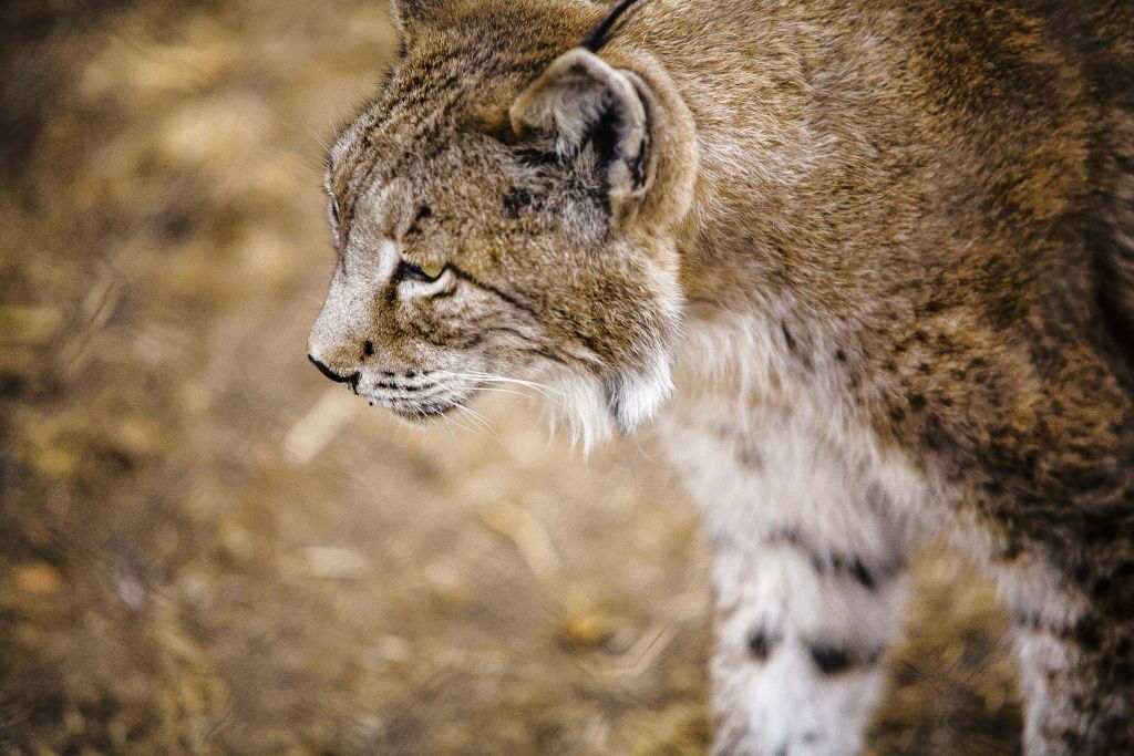 Parc national de Doñana et El Rocío : excursion d'une journée depuis Séville