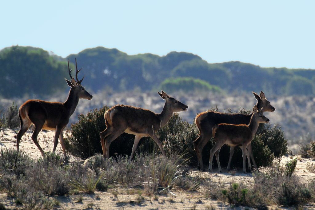 Parc national de Doñana et El Rocío : excursion d'une journée depuis Séville