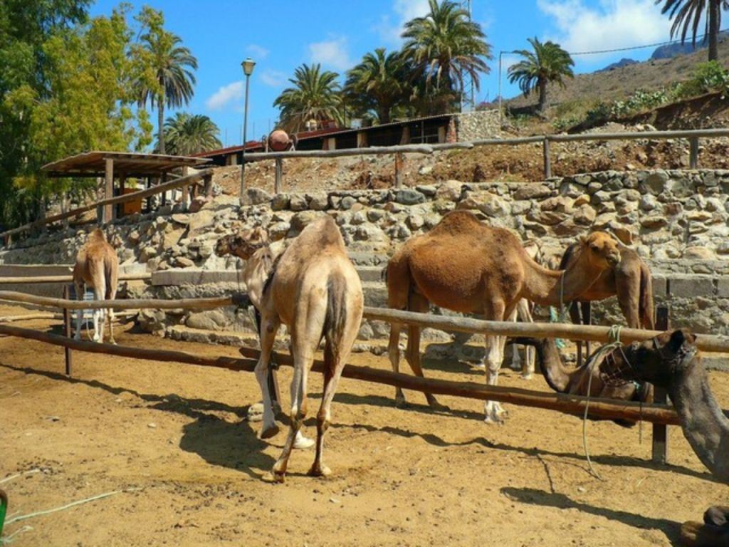 Paseo en camello por las dunas de Maspalomas