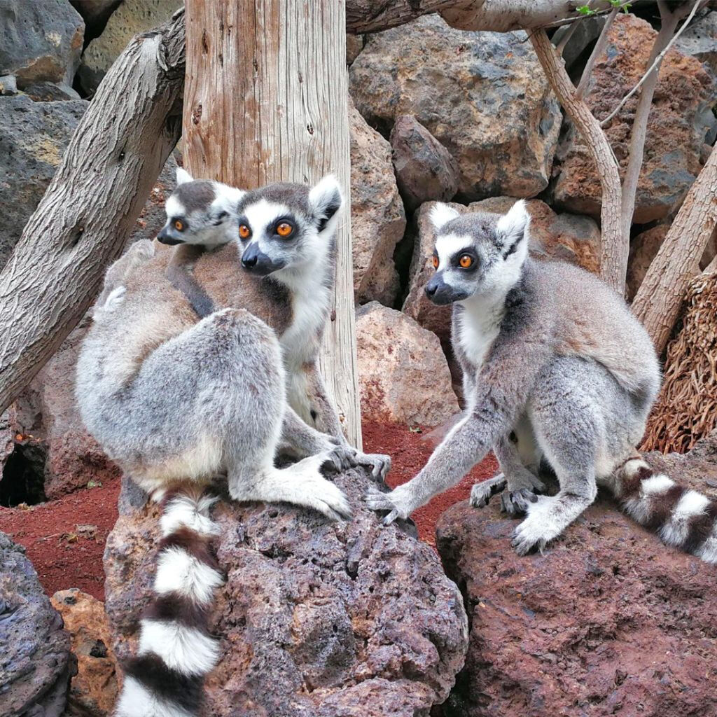 Jungle Park