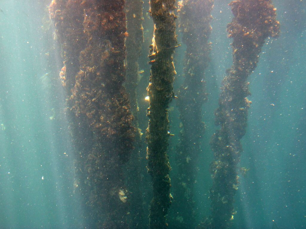 Crociera Rías Baixas: Itinerario delle Cozze