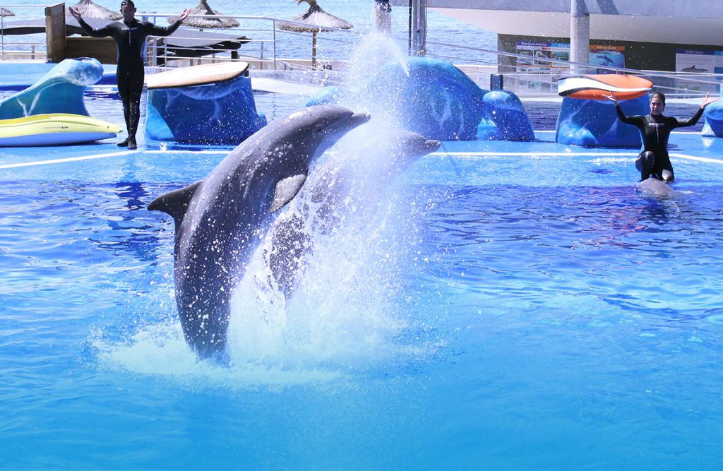 Marineland Mallorca: Billet coupe-file