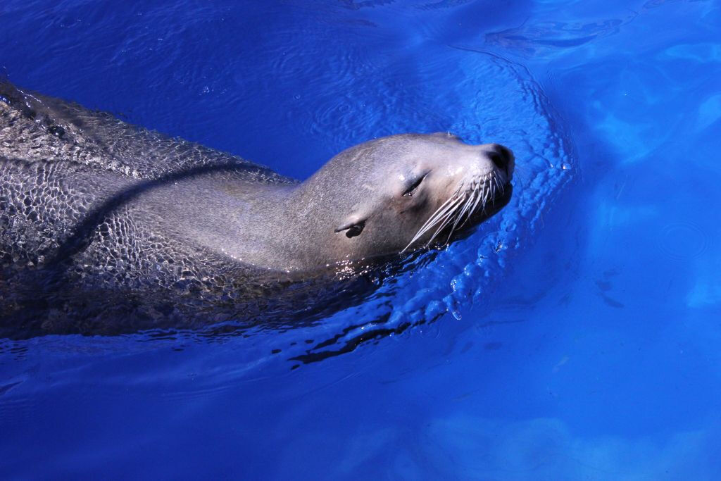 Marineland Mallorca: Billet coupe-file