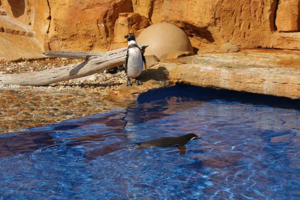 Marineland Mallorca: Billet coupe-file