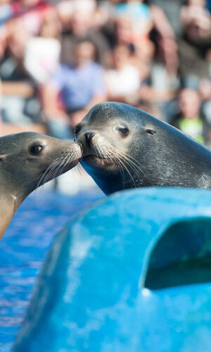 Marineland Mallorca: Entrada sin colas