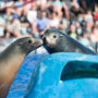 Marineland Mallorca: Entrada sin colas