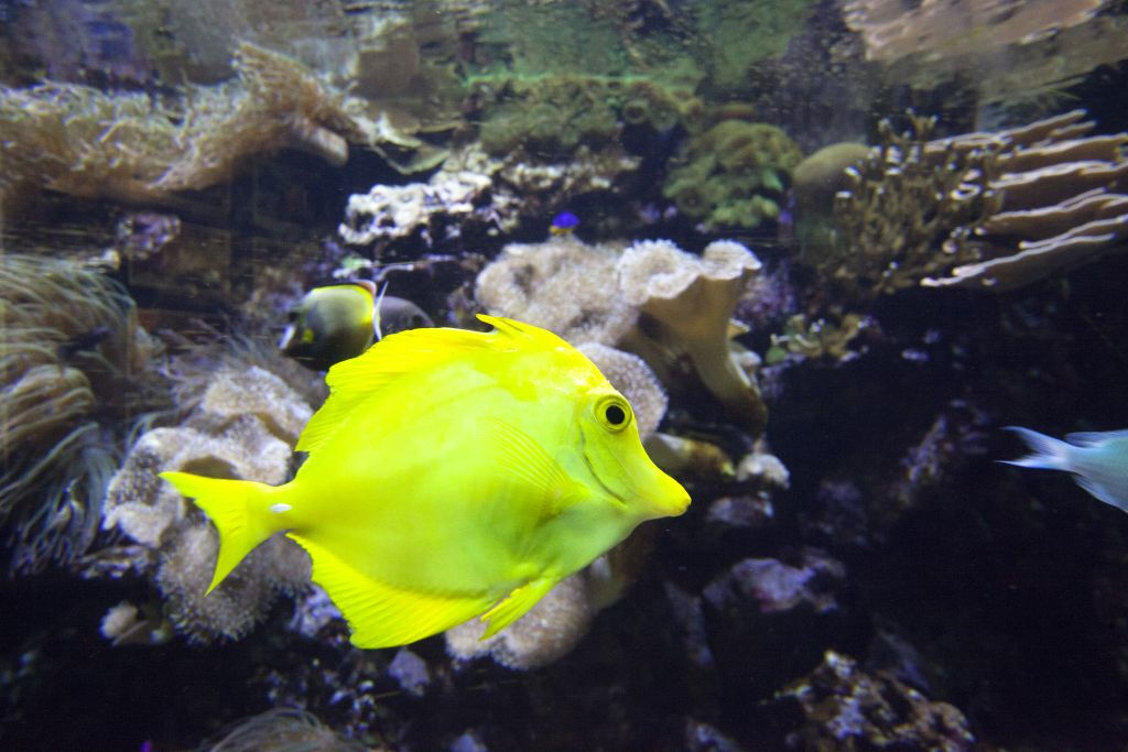 Marineland Mallorca: Billet coupe-file