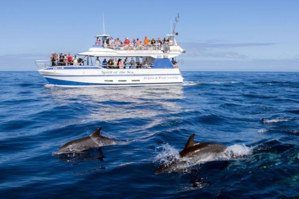 Gran Canaria: Tour di avvistamento dei delfini