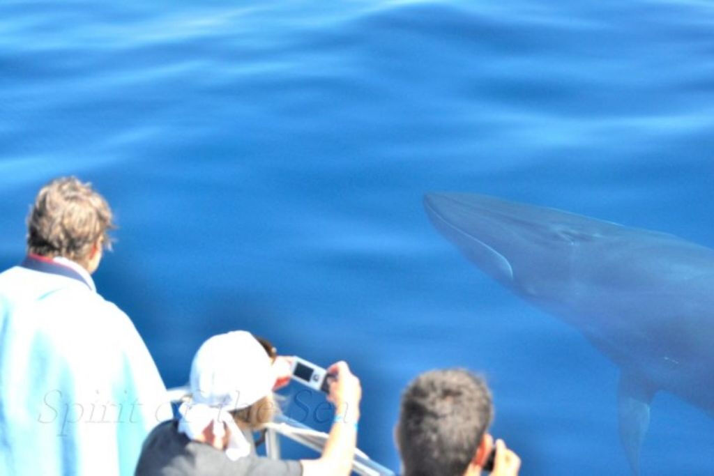 Gran Canaria: Tour di avvistamento dei delfini