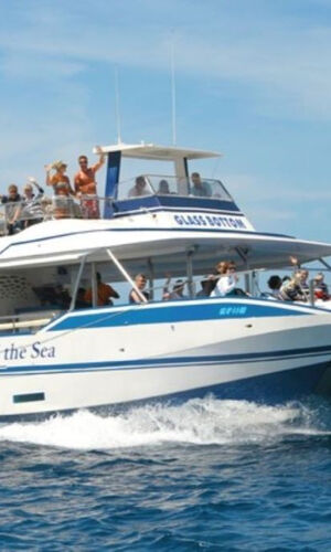 Gran Canaria: Dolphin Watching Tour